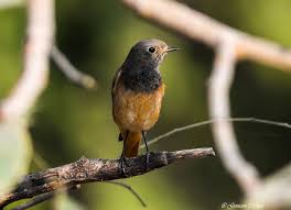 Attēlu rezultāti vaicājumam “Phoenicurus ochruros female”