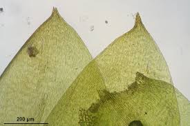 Attēlu rezultāti vaicājumam “Hygrohypnum luridum”