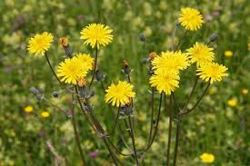 Attēlu rezultāti vaicājumam “Crepis biennis”