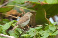 Image result for Hippolais caligata