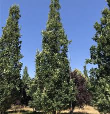 Attēlu rezultāti vaicājumam “Quercus robur Fastigiata”