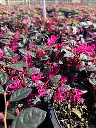 Attēlu rezultāti vaicājumam “Chenopodium rubrum flower”