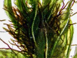 Attēlu rezultāti vaicājumam “Bryum moravicum”