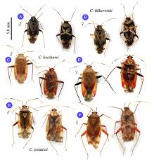 Attēlu rezultāti vaicājumam “Miridae”