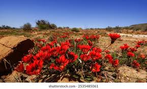 Image result for Gazanien