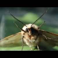 Attēlu rezultāti vaicājumam “Spilosoma lutea larva”