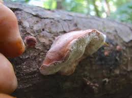 Attēlu rezultāti vaicājumam “Leptoporus mollis”
