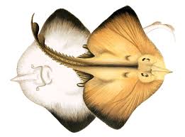 Image result for Rostroraja alba