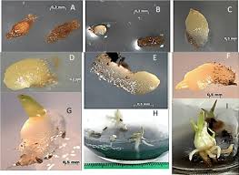 Attēlu rezultāti vaicājumam “Gymnadenia conopsea bud”