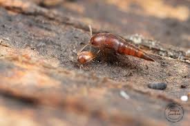 Attēlu rezultāti vaicājumam “Sepedophilus sp.”