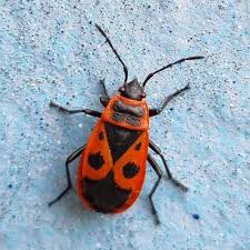 Attēlu rezultāti vaicājumam “Pyrrhocoris apterus imago”