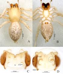 Attēlu rezultāti vaicājumam “Cheiracanthium sp.”