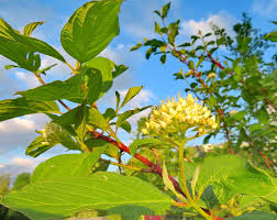 Attēlu rezultāti vaicājumam “Cornus sericea”