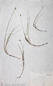 Attēlu rezultāti vaicājumam “Carex chordorhiza”