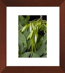 Attēlu rezultāti vaicājumam “Fraxinus excelsior fruit”