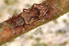 Attēlu rezultāti vaicājumam “Polydrusus tereticollis”