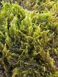 Attēlu rezultāti vaicājumam “Warnstorfia fluitans”