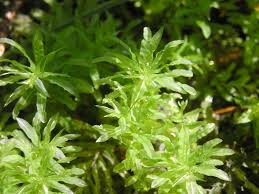 Attēlu rezultāti vaicājumam “Plagiomnium undulatum”