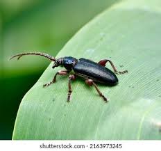 Attēlu rezultāti vaicājumam “Donacia clavipes”