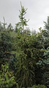 Attēlu rezultāti vaicājumam “Picea abies fo. virgata”