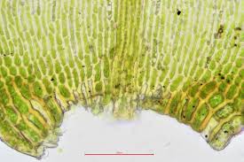 Attēlu rezultāti vaicājumam “Drepanocladus polygamus”