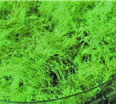 Attēlu rezultāti vaicājumam “Usnea filipendula”