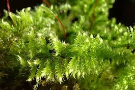 Attēlu rezultāti vaicājumam “Ctenidium molluscum”