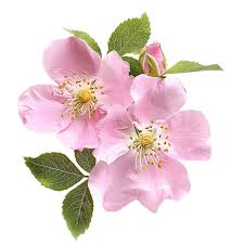 Attēlu rezultāti vaicājumam “Rosa canina”
