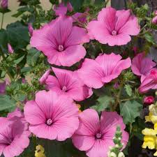Image result for Lavatera trimestris