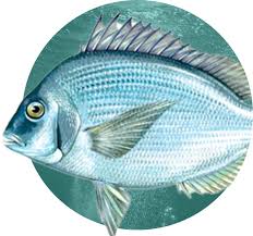 Image result for Stenotomus chrysops