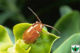 Attēlu rezultāti vaicājumam “Aphis jacobaeae”