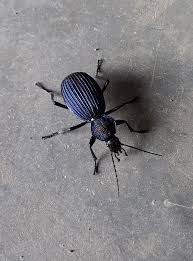 Attēlu rezultāti vaicājumam “Opatrum sabulosum”