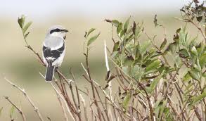 Attēlu rezultāti vaicājumam “Lanius excubitor”