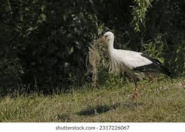Attēlu rezultāti vaicājumam “Ciconia ciconia adult”