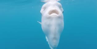Image result for Mola mola