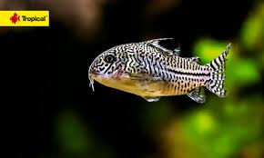 Image result for fish corydoras