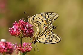 Attēlu rezultāti vaicājumam “Papilio machaon upperside”