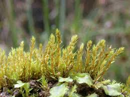 Attēlu rezultāti vaicājumam “Pohlia”