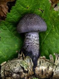 Attēlu rezultāti vaicājumam “Lignydium muscorum young”