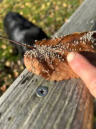 Attēlu rezultāti vaicājumam “Collaria arcyrionema young”