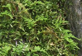 Attēlu rezultāti vaicājumam “Thuidium recognitum”