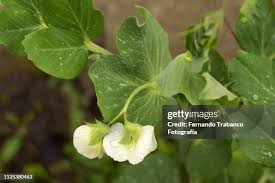 Attēlu rezultāti vaicājumam “Pisum sativum flower”