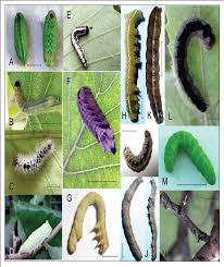 Attēlu rezultāti vaicājumam “Orthosia sp. larva”