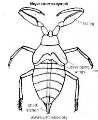 Attēlu rezultāti vaicājumam “Nepa cinerea nymph”