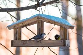 Attēlu rezultāti vaicājumam “Sitta europaea nest”