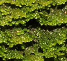 Attēlu rezultāti vaicājumam “Porella platyphylla macro”