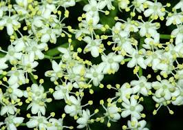 Attēlu rezultāti vaicājumam “Sambucus nigra flower”