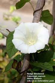 Attēlu rezultāti vaicājumam “Calystegia sepium”