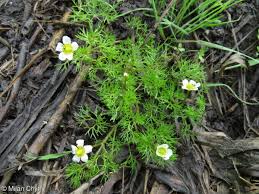 Attēlu rezultāti vaicājumam “Batrachium”