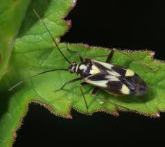 Attēlu rezultāti vaicājumam “Grypocoris sexguttatus imago”
